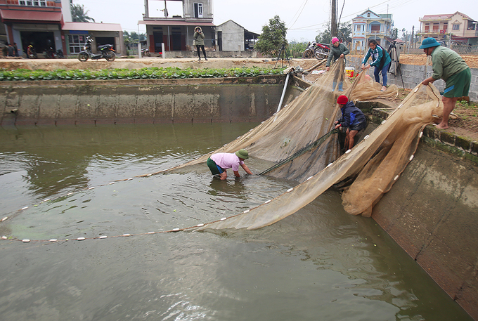 Làng cá chép đỏ hối hả thu hoạch trước Tết Công Táo